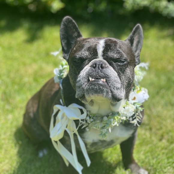 Floral dog collars with pearl leash - Picture 4 of 4